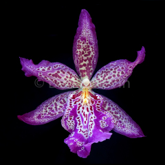 Kaleidoscope-082817-9820