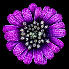 Kaleidoscope-Gumdrops-112518-0915