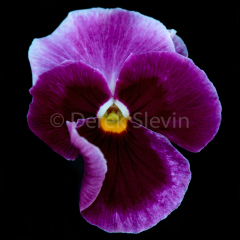 Marlie-Willowwings-011518-4077