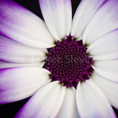 Purple-Haze-020511-2590
