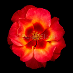 Brilliance-052718-4980