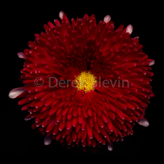 Crimson-Red-020318-6995