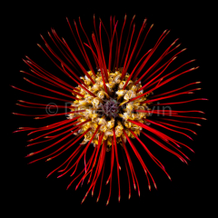Mesmerize-043016-4101