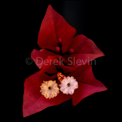 Red-Hat-081217-6895