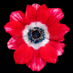 Royal-021018-7891