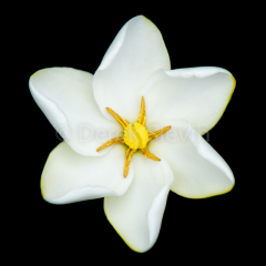 Bright-Star-051818-4169