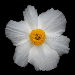 Bringer-of-Light-051516-5508