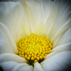 Drops-of-Sun-091611-4898