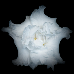 Ghost-Nebula-090917-0804