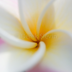 Hawaiian-Dreams-102614-6050
