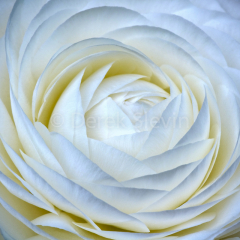 Lovely-041610-3253