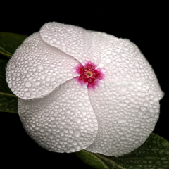 Morning-Dew-052411