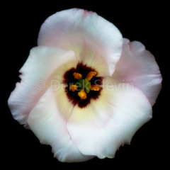 Obsession-070917-3015