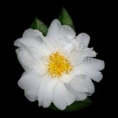 Southern-Lady-111614-6952