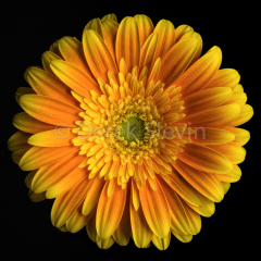 Colors-of-June-052816-6553