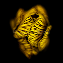 Dreamscape-2-112517-1265