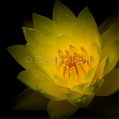 Eternal-Flame-062510-8746