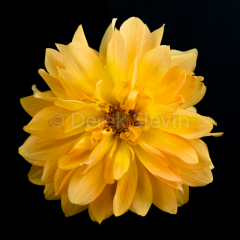 Gathering-Light-043016-3954