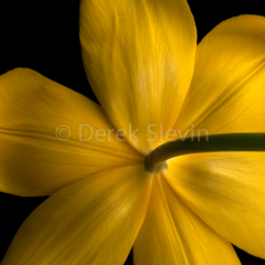 Gentle-Giant-022010-8287