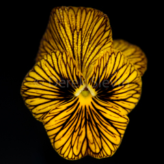 Holly-Honeywhirl-110517-8609