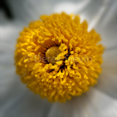 Little-Drop-of-Heaven-050216-4326