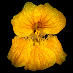 Magnifico-101517-5958