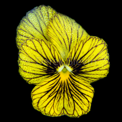 Magnolia-Lemonsparkle-102817-7477