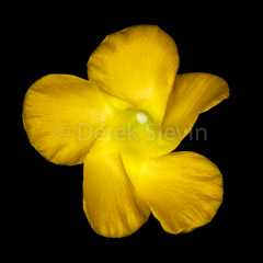 Pinwheel-Golden-Yellow-061718-8966
