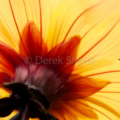 Summers-Light-100110-6773